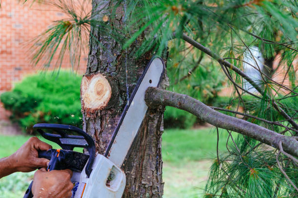 Large Tree Removal in Lebanon, IL